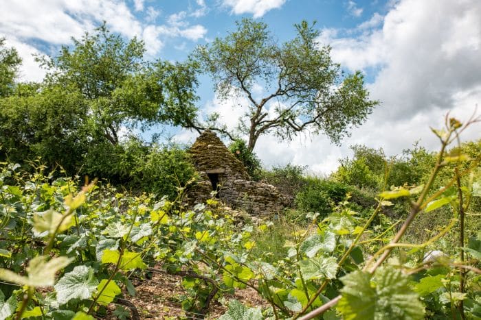 cadole à côté des vignes