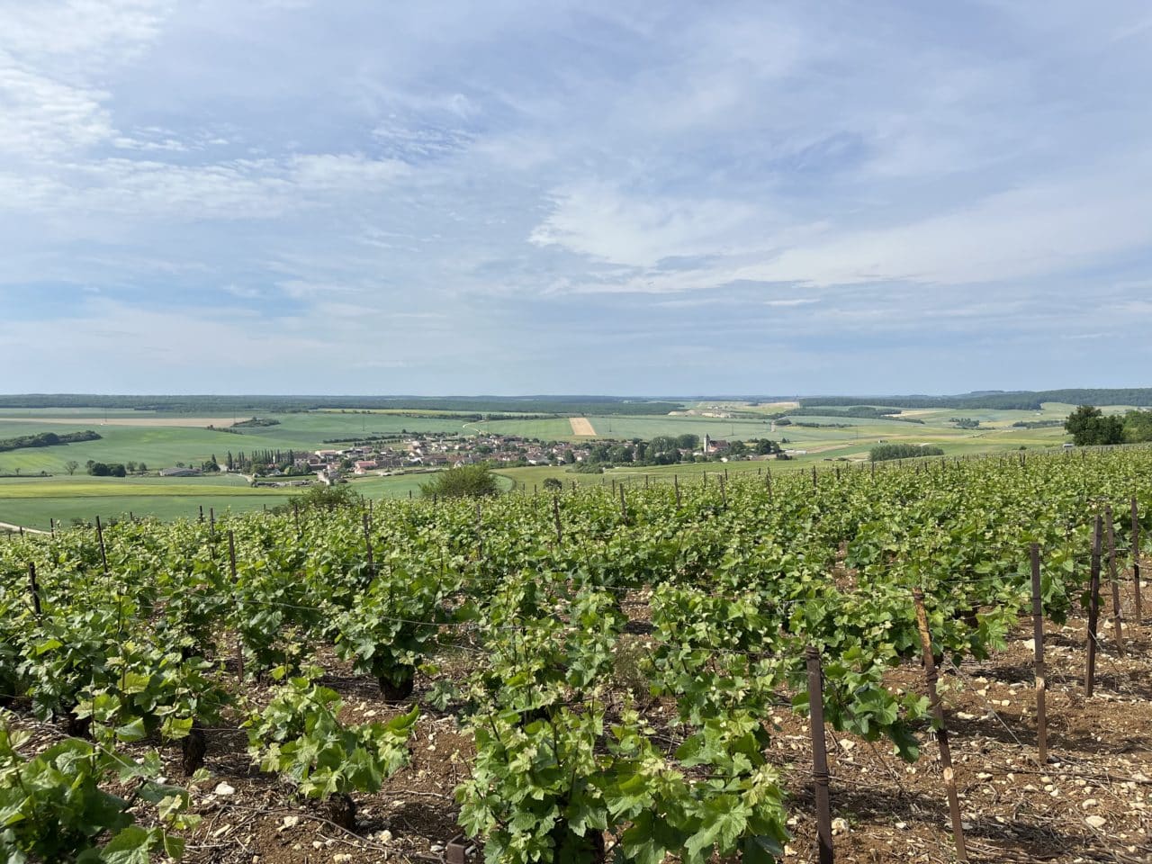 vignes