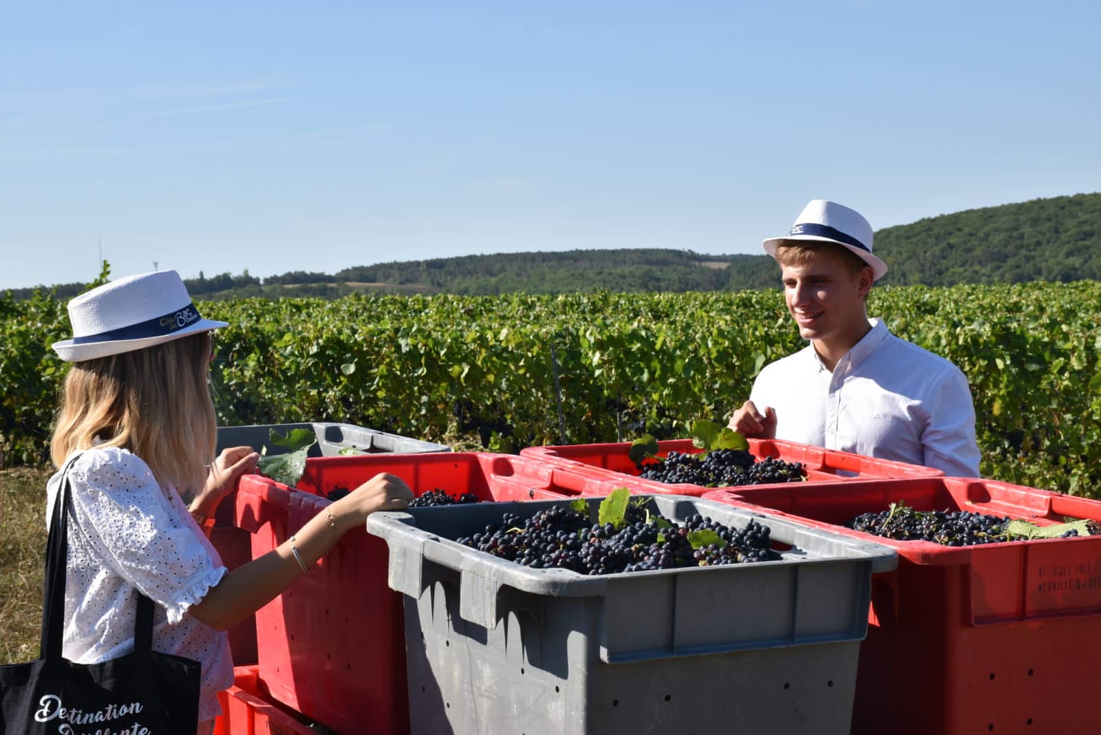 personnes autour de caisses à vendanges pleines de raisins