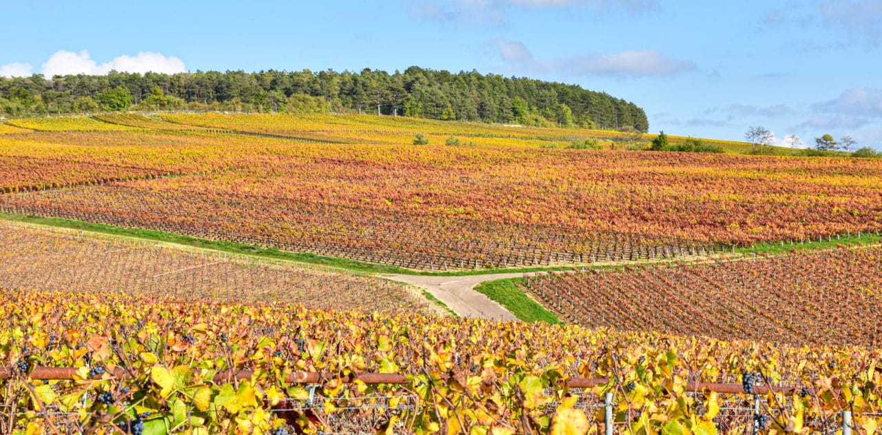 vignes aux couleurs de l'automne