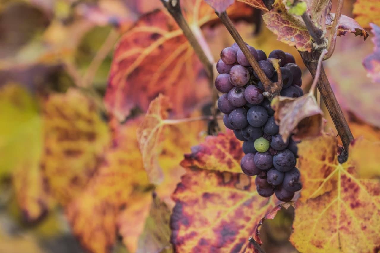 grappe de raisins dans les feuilles teintées pour l'automne
