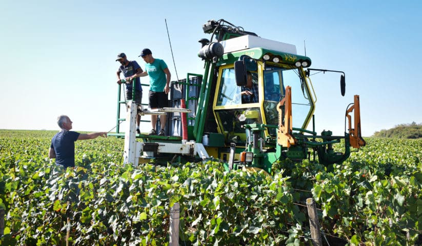 Enjambeur dans les vignes, vendanges