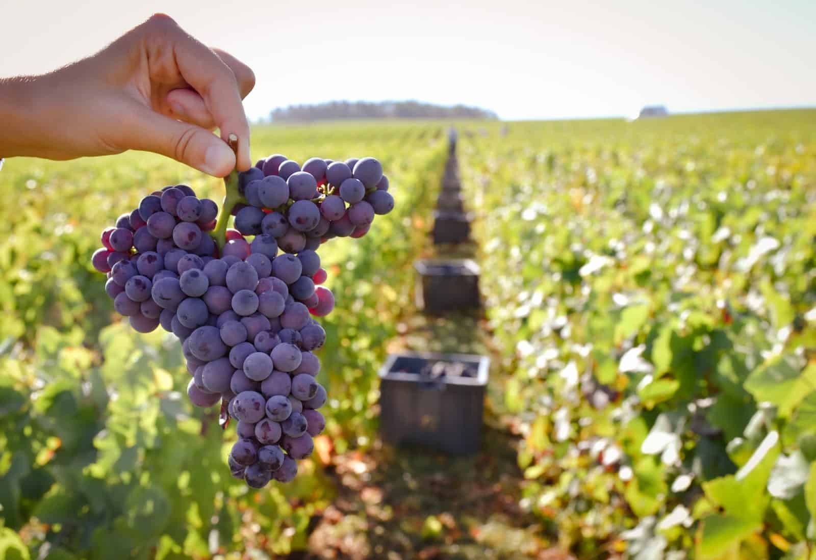 Grappe de raisin et rang de caisse pendant les vendanges 2022