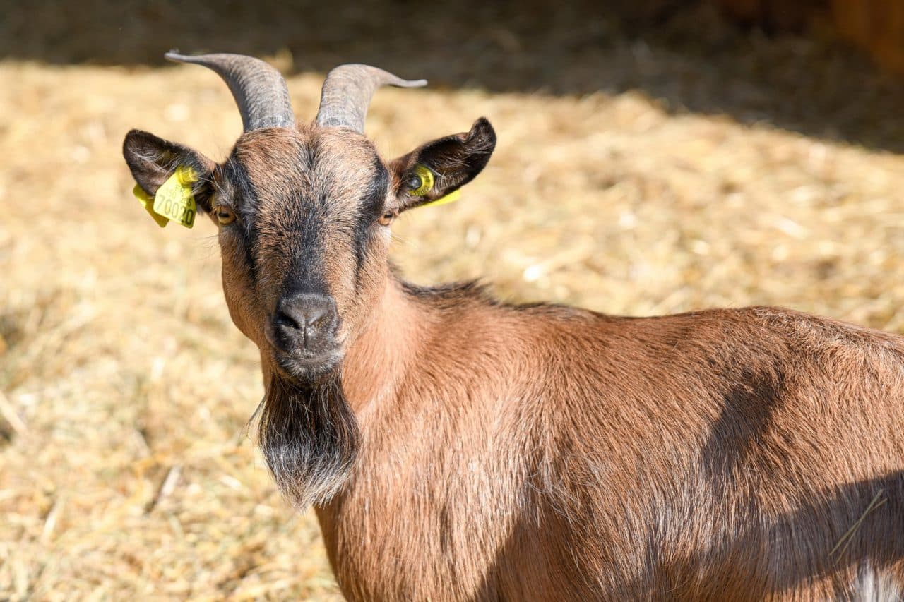 Un jour à la ferme - découvrez les biquettes
En famille