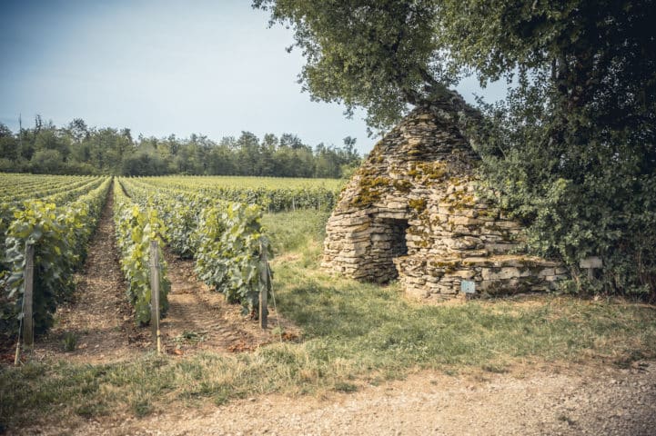 cadole sous un arbre au pied des vignes et des bois.