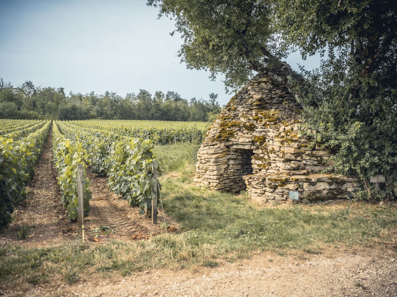 cadole sous un arbre au pied des vignes et des bois.