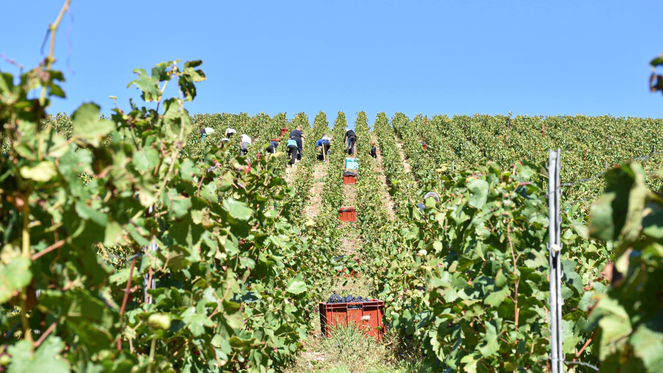 Vendanges