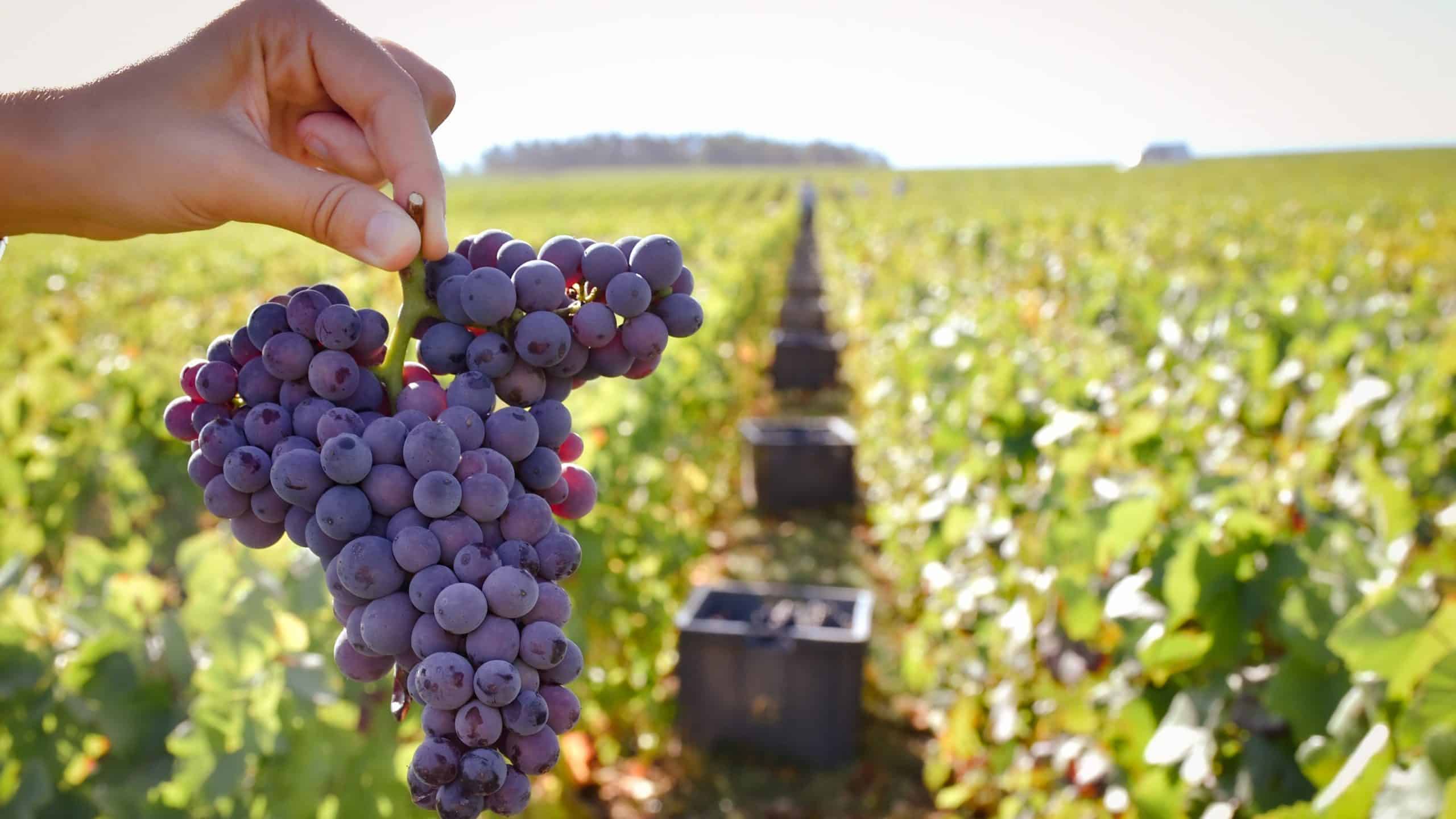 Grappe de raisin et rang de caisse pendant les vendanges 2022