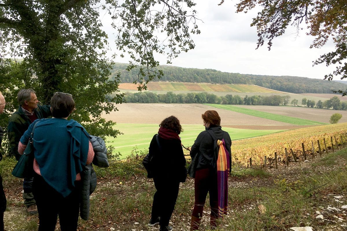 balade pour découvrir le vignoble